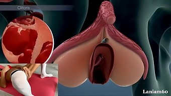 The Science Of Female Orgasms: A Biological Exploration